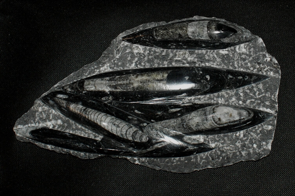 Orthoceras